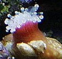 Kalifornische Korallenanemone