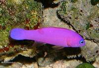 Pseudochromis porphyreus